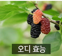 오디 효능