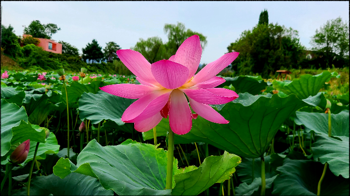 7월 서울 근교 연꽃 명소 가볼 만한 2