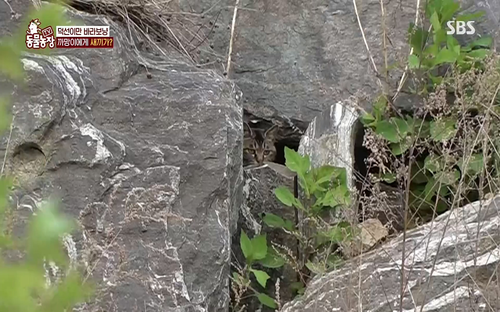 TV 동물농장.E1073.220612p.H264-F1RST.mp4_20220612_181349.027.jpg