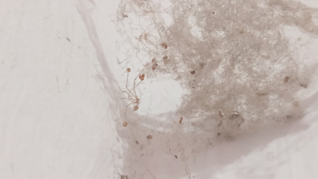 Dustmite.