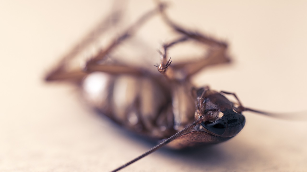 바퀴벌레 벌레 곤충