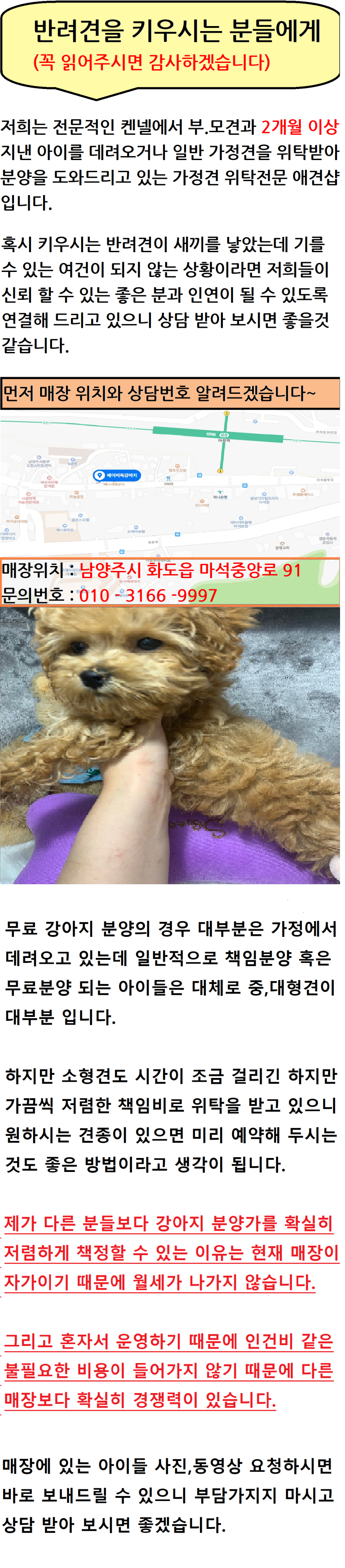  부천강아지분양 말티푸분양 찾으시나요?