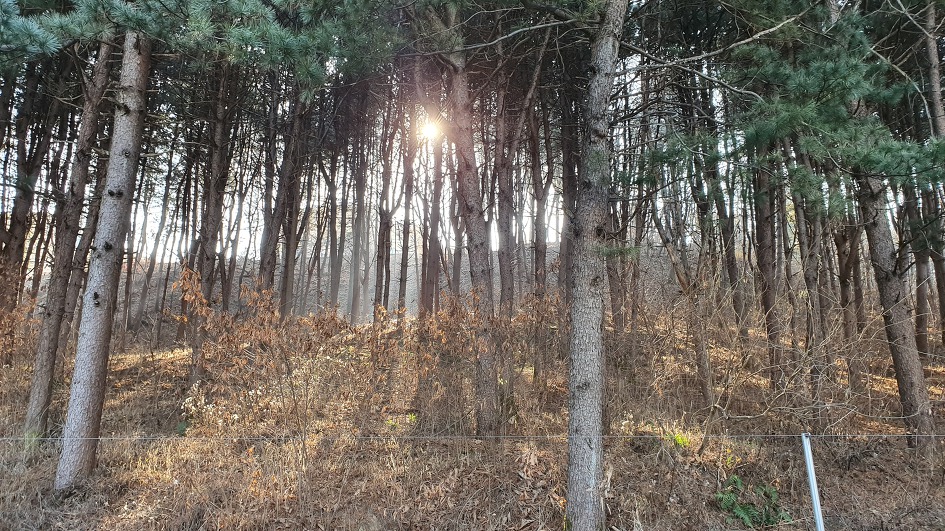 빼곡한 잣나무 숲 사이로 비치는 햇살&#44; 역광&#44;