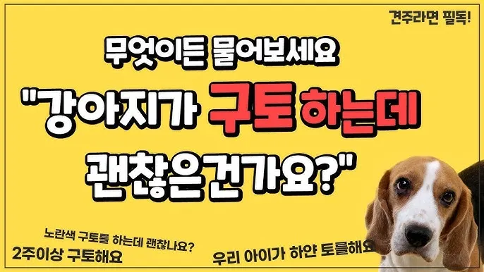 강아지 토 색깔 증상 강아지 토하는 원인과 구토 종류별 건강상태 살펴보기_9