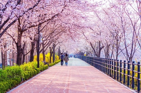 2023 벚꽃개화시기와 축제 23년 3월 최신자 정보
