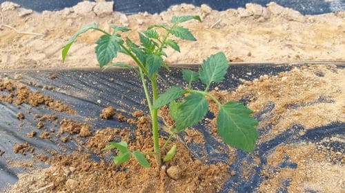 토마토-흑토마토-재배-모종-심는방법-밑거름주기