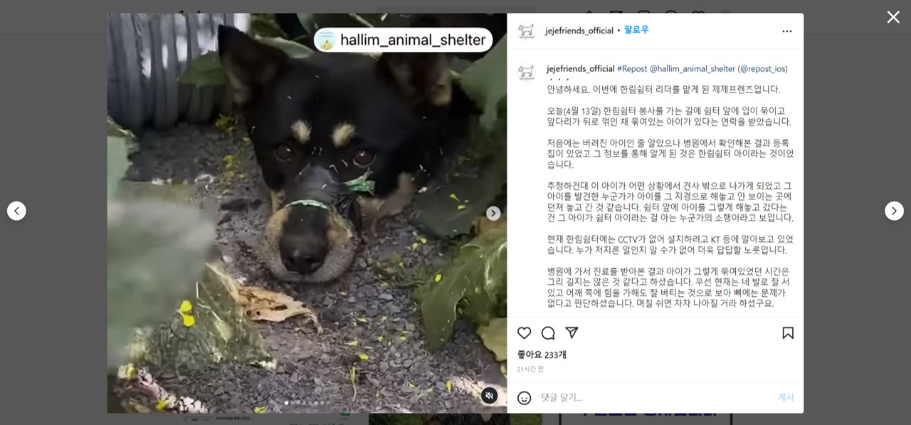  제주도 한림쉼터 제제프렌즈, 유채꽃 밭 입 발 노끈으로 묶인채 유기된 강아지..