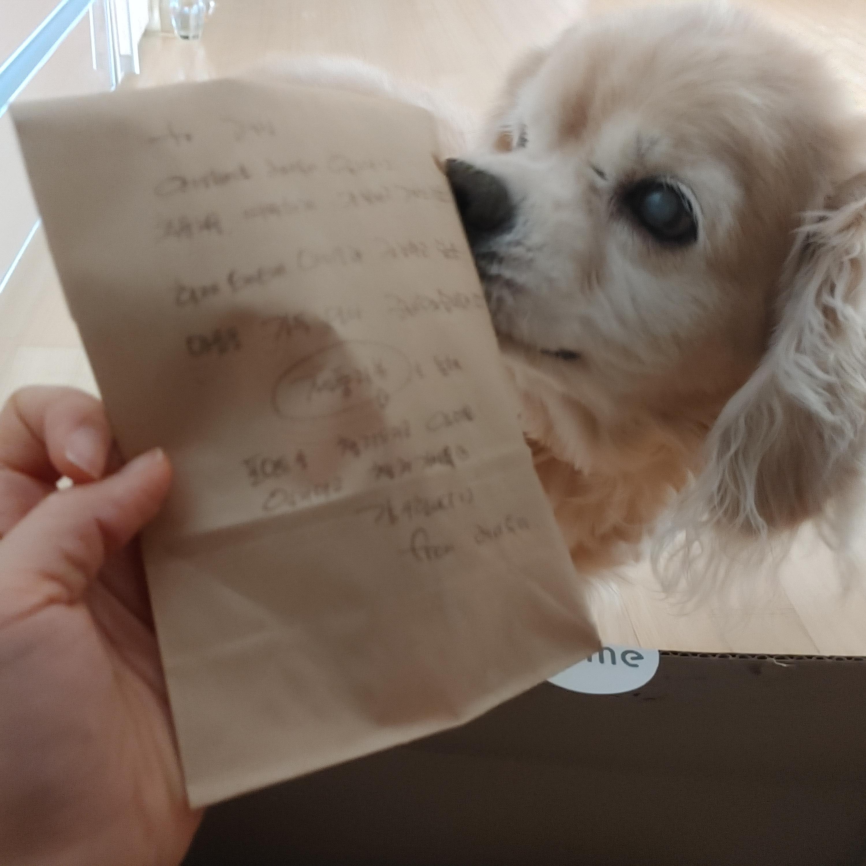  [반려견용품]델루나 강아지 고양이 이불