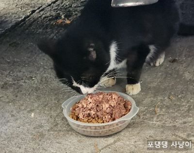약섞은 습식을 맛있게 먹고 있는 길고양이 수리.