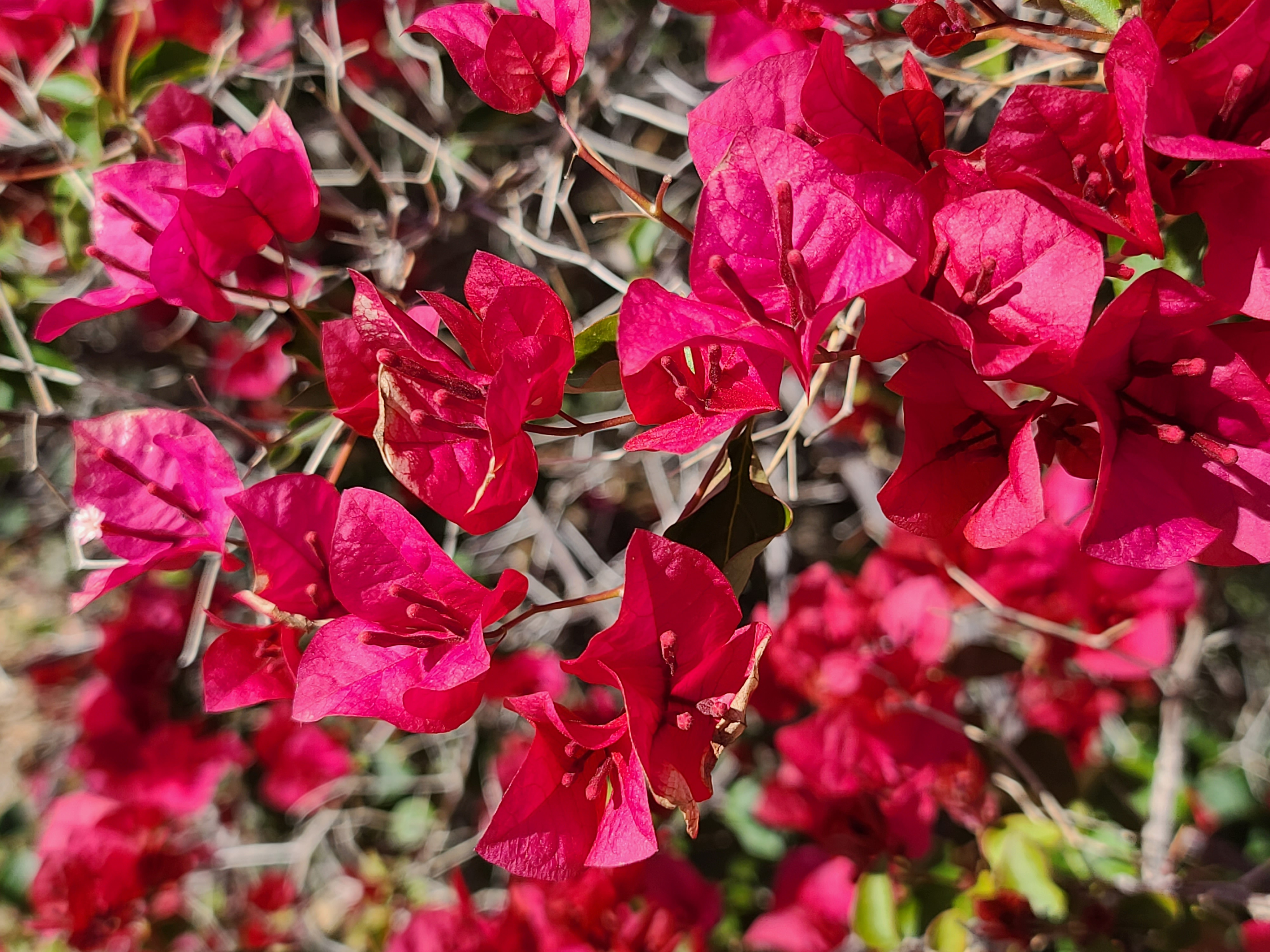 부겐빌레아-Bougainvillea-paperflwer