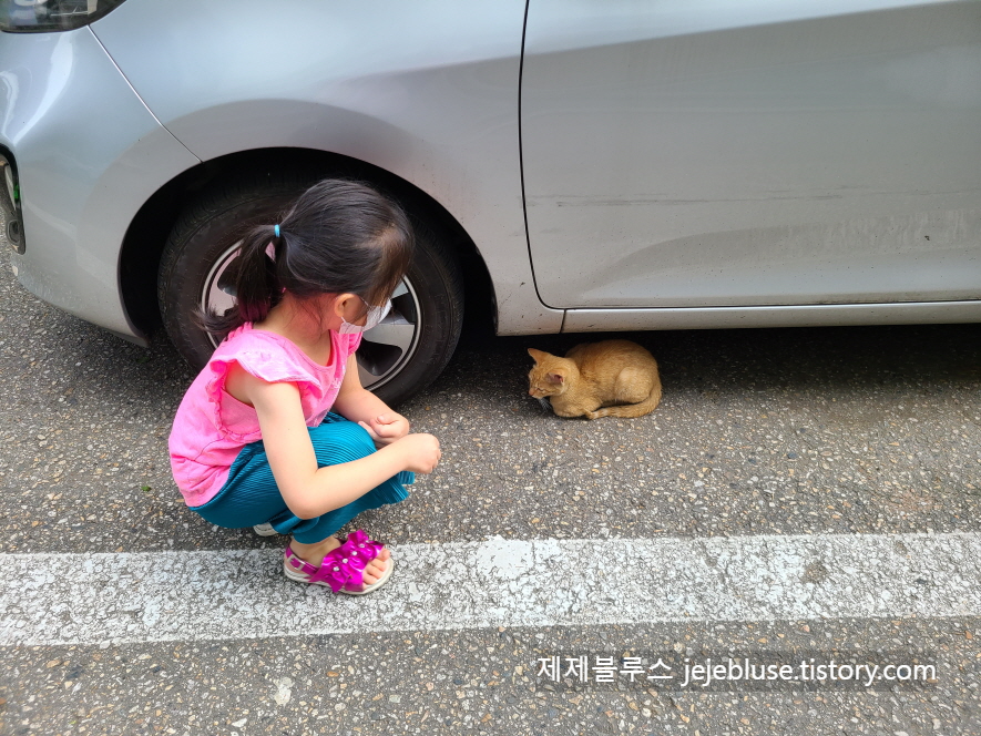 고양이-가출