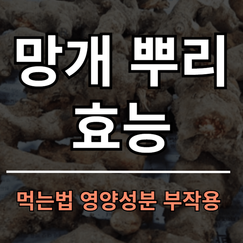 망개 뿌리 효능 영양성분 먹는법 부작용