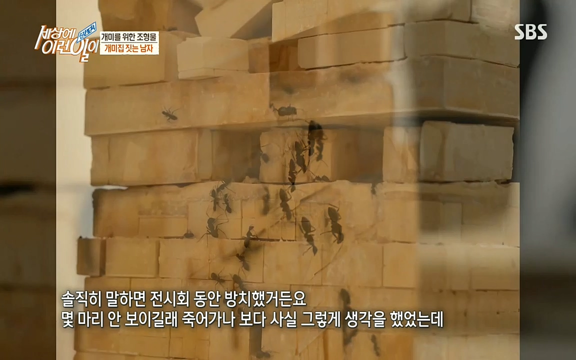 순간포착 세상에 이런일이.E1193.220816.H265p-BULDU.mp4_20220817_204240.845.jpg