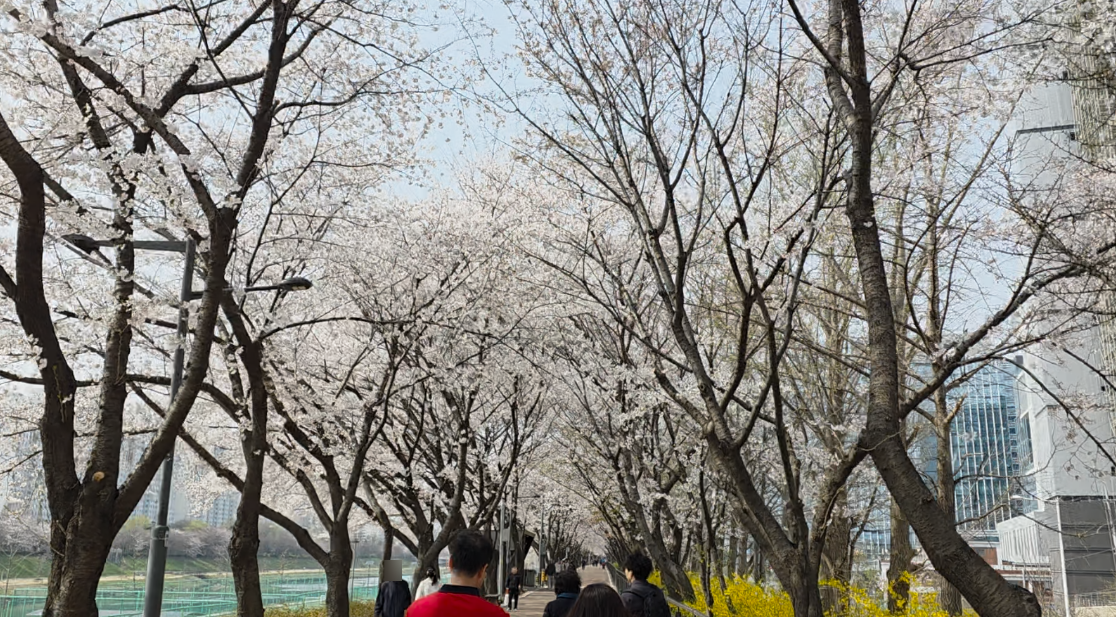 안양천 벚꽃길 사진3