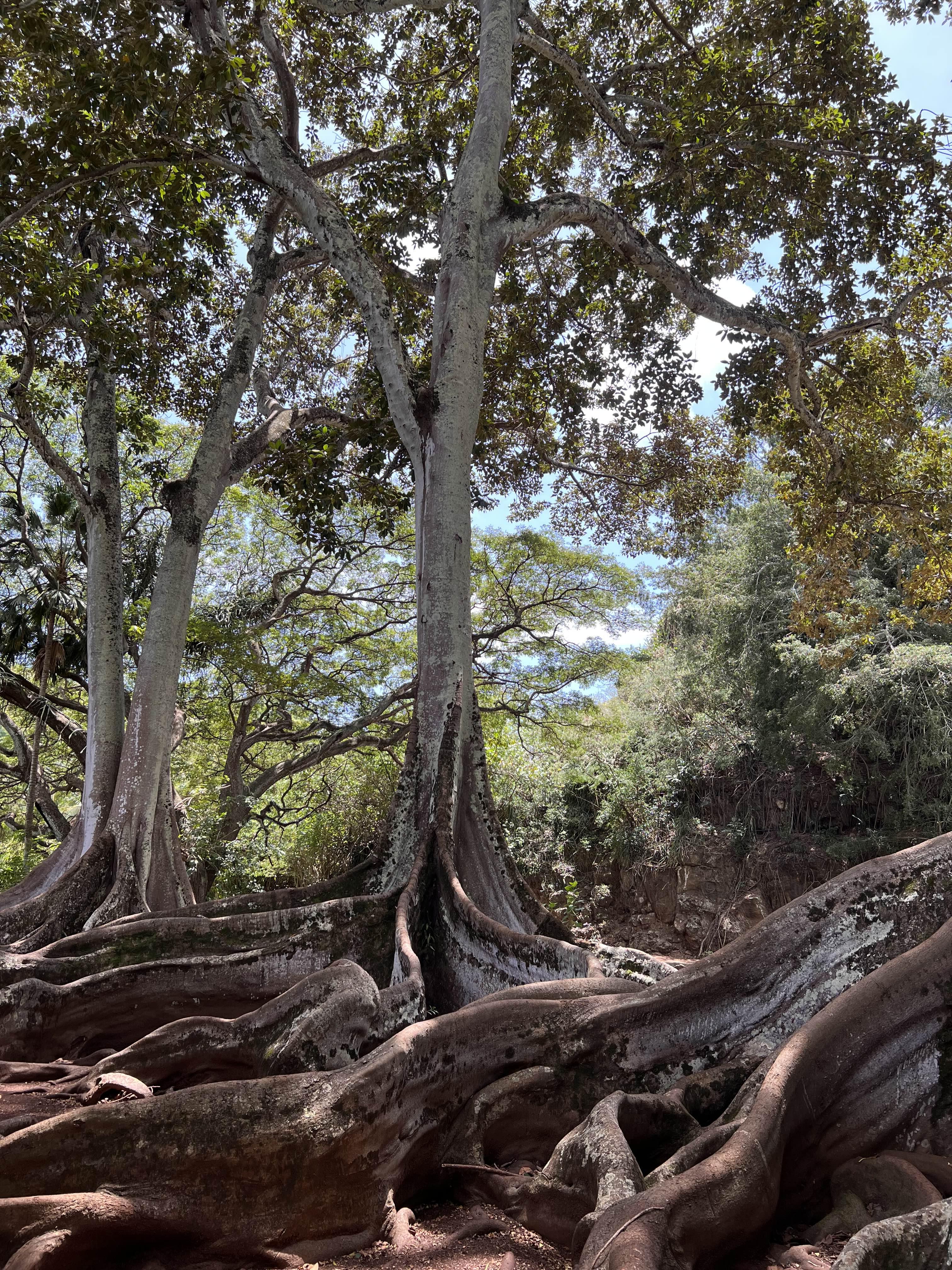 광각으로 찍은 Moreton Bay Fig Trees