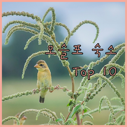 제주 모슬포 가성비 숙소 Top 10