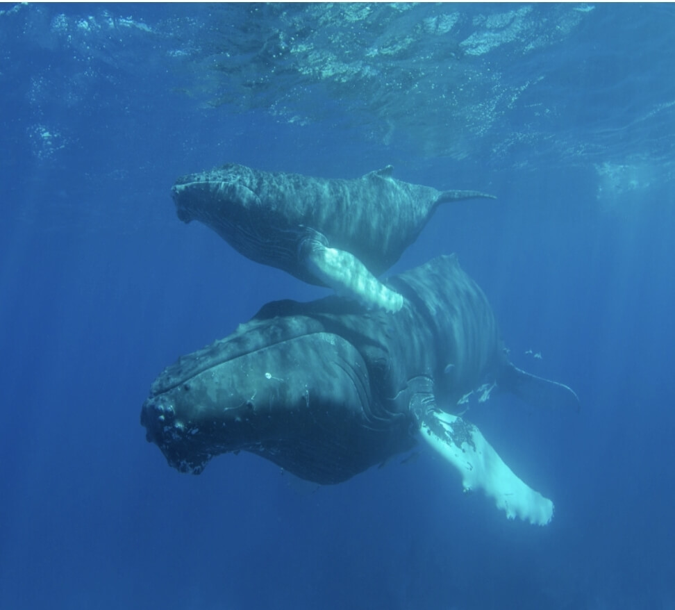 고래 두 마리가 바다에서 헤엄치고 있다