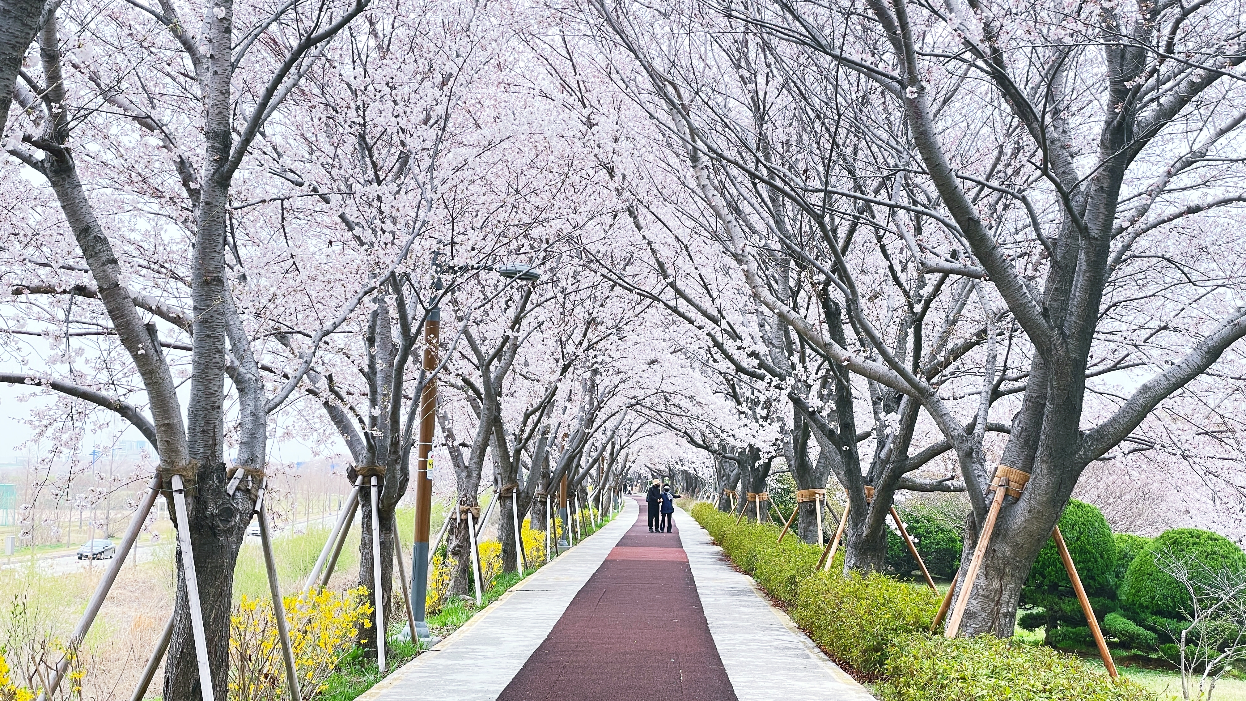 끝없이 이어지는 화려한 벚꽃터널《강서낙동강변 30리 벚꽃길》 35 img