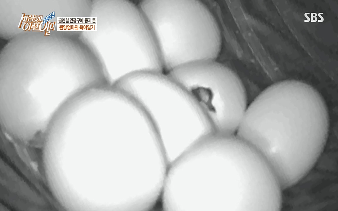 순간포착 세상에 이런일이.E1188.220713p-NEXT.mp4_20220713_175322.694.jpg