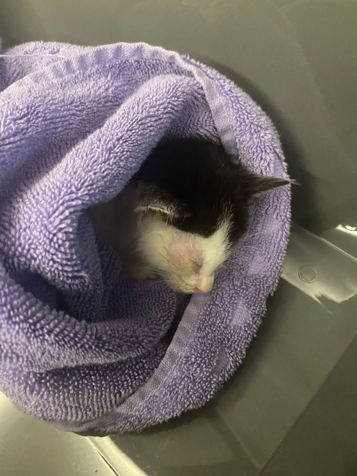  아기 고양이 : 살고싶어서 울었어요