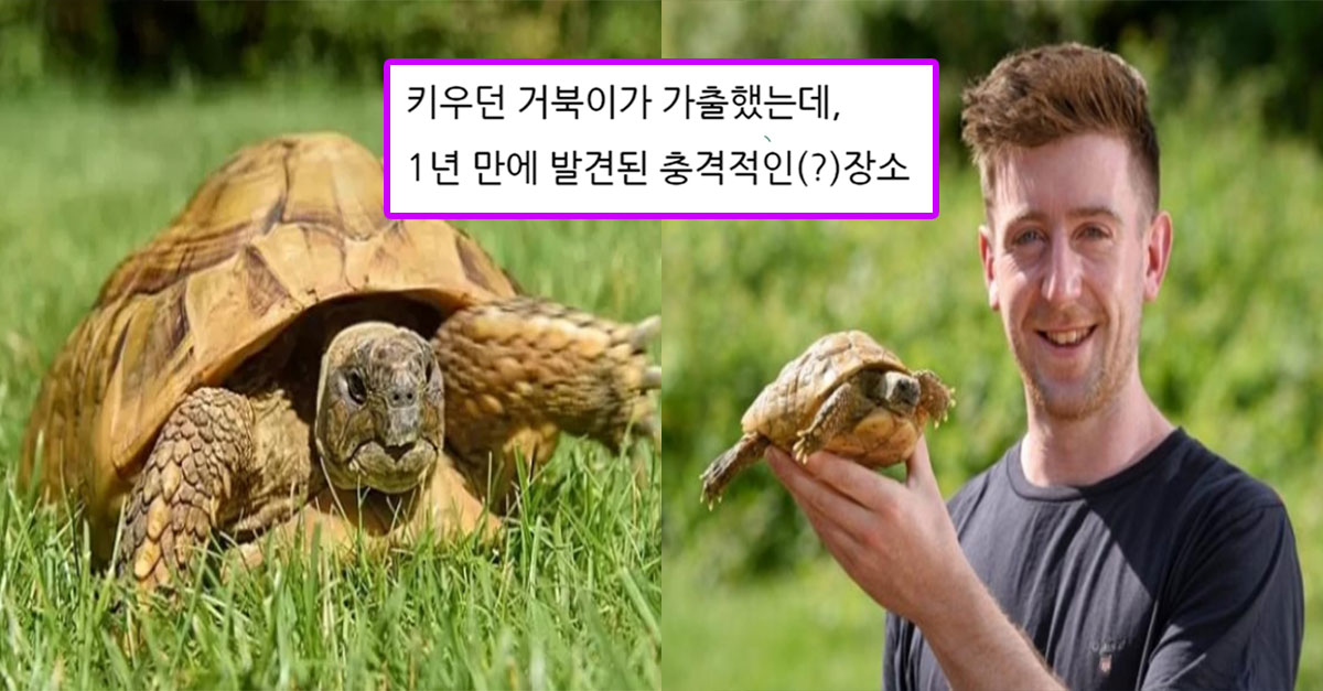  키우던 거북이가 가출했는데, 1년 만에 발견된 충격적인(?)장소