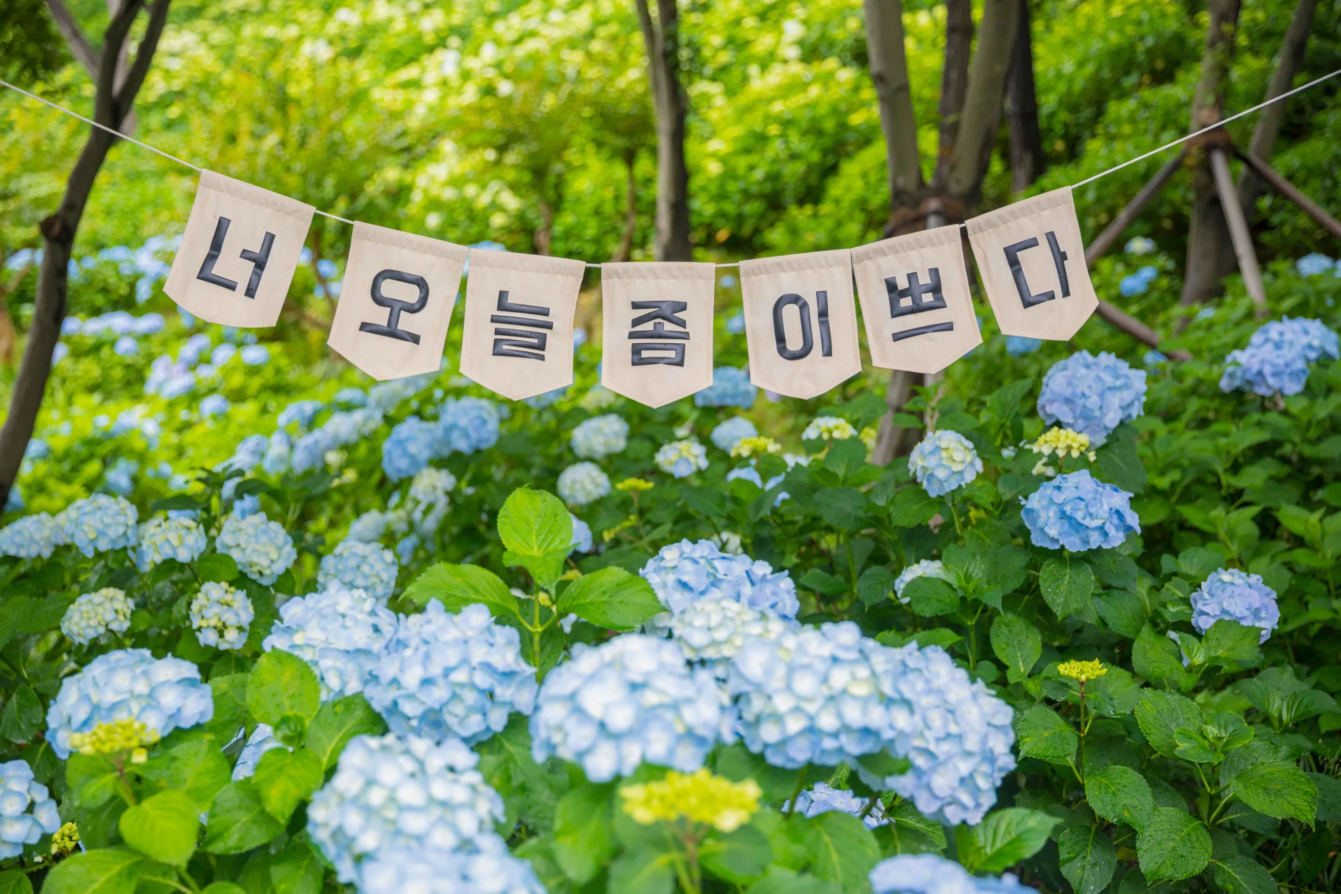 울산 장생포 문화마을 수국축제 사진 모음