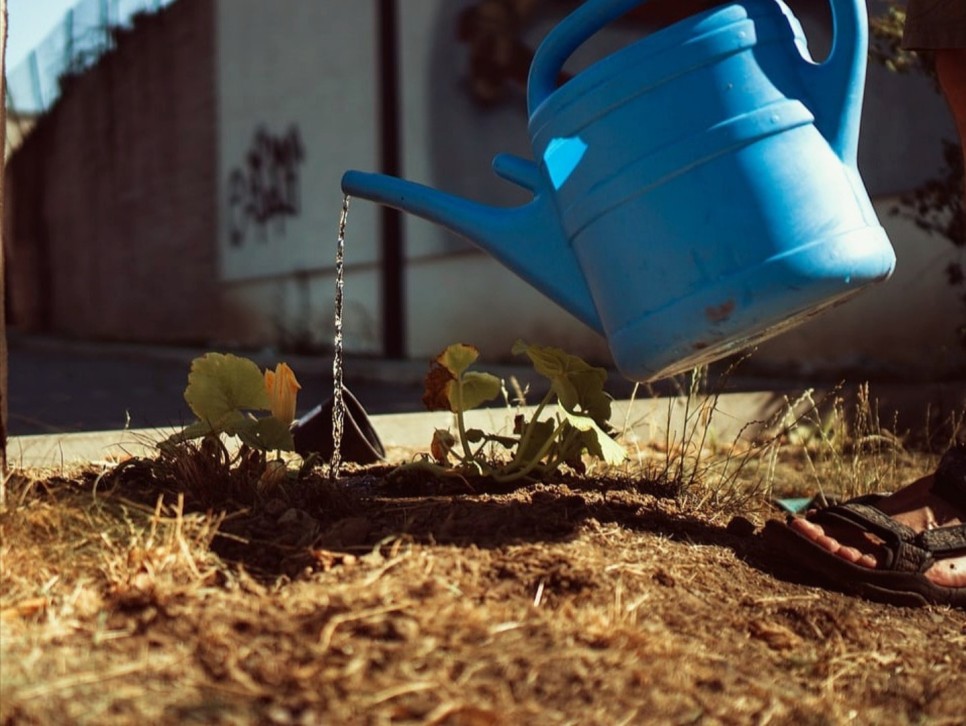 강낭콩키우기 싹틔우기 떡잎 본잎 강낭콩키우기 싹틔우기 떡잎 본잎