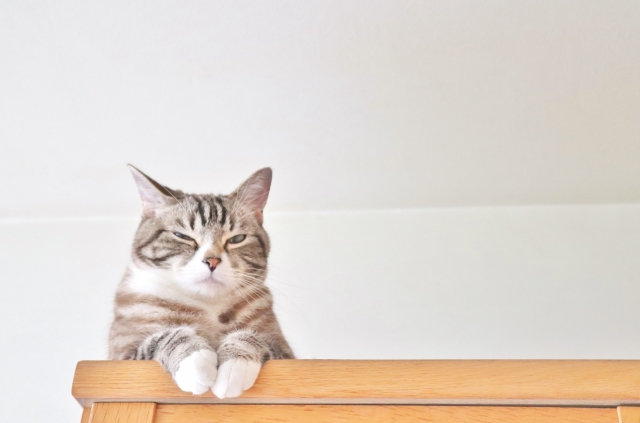  고양이 미용
