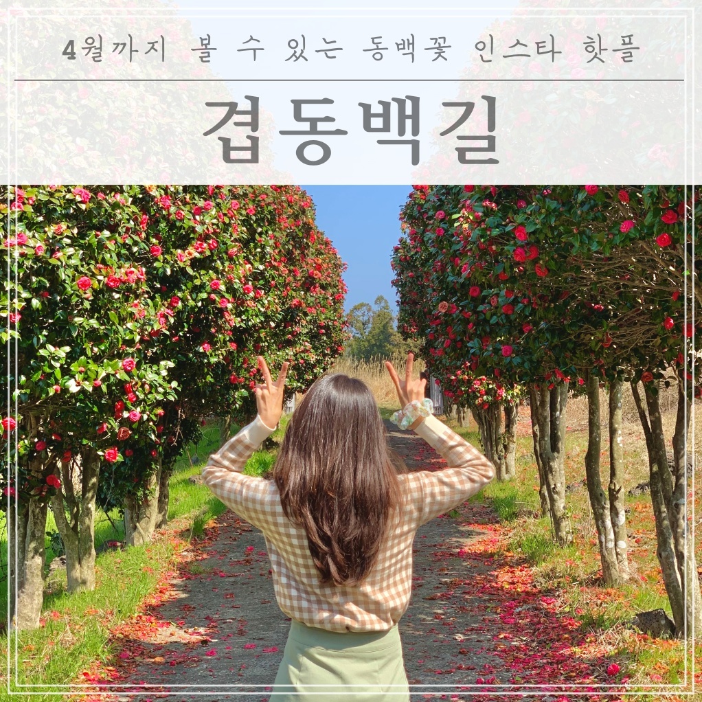  [제주히든명소] 제주도 겹동백길(최근 인스타에서 Hot한 곳!!)