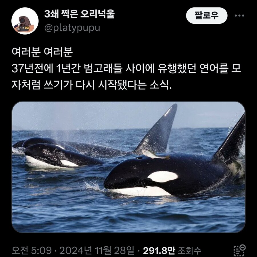 3쇄 찍은 오리넉울 @platypupu
팔로우
...
여러분 여러분
37년전에 1년간 범고래들 사이에 유행했던 연어를 모 자처럼 쓰기가 다시 시작됐다는 소식.
오전 5:09·2024년 11월 28일 291.8만 조회수