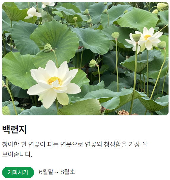 양평 세미원