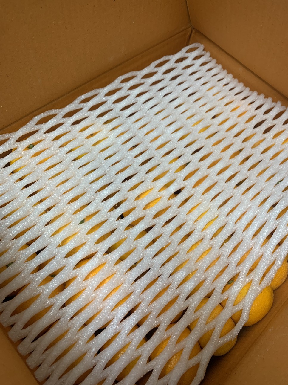 제주 감귤 10kg 맛있는 제주 감귤 10kg# 1
