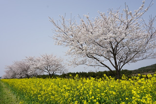 제주 벚꽃