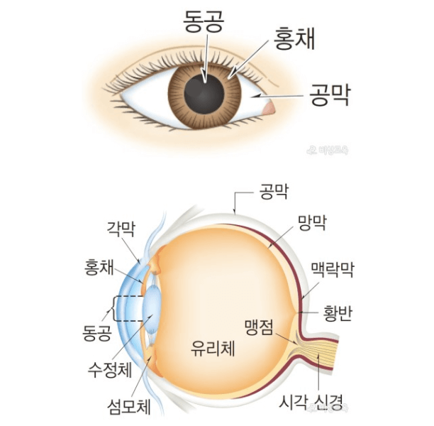 동공,-공채,-망막,-공막-등의-눈의-구조에-대해-도식화-된-그림