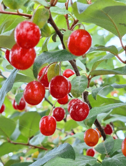 보리수 열매 먹는 법 및 효능 효소 담는 법 (청 만드는 방법)