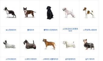 강아지 종류별 사진과 이름 작은 강아지 애완견 종류_5