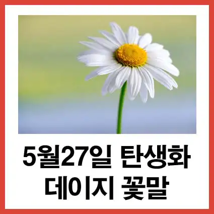 5월-27일-탄생화-데이지-꽃말