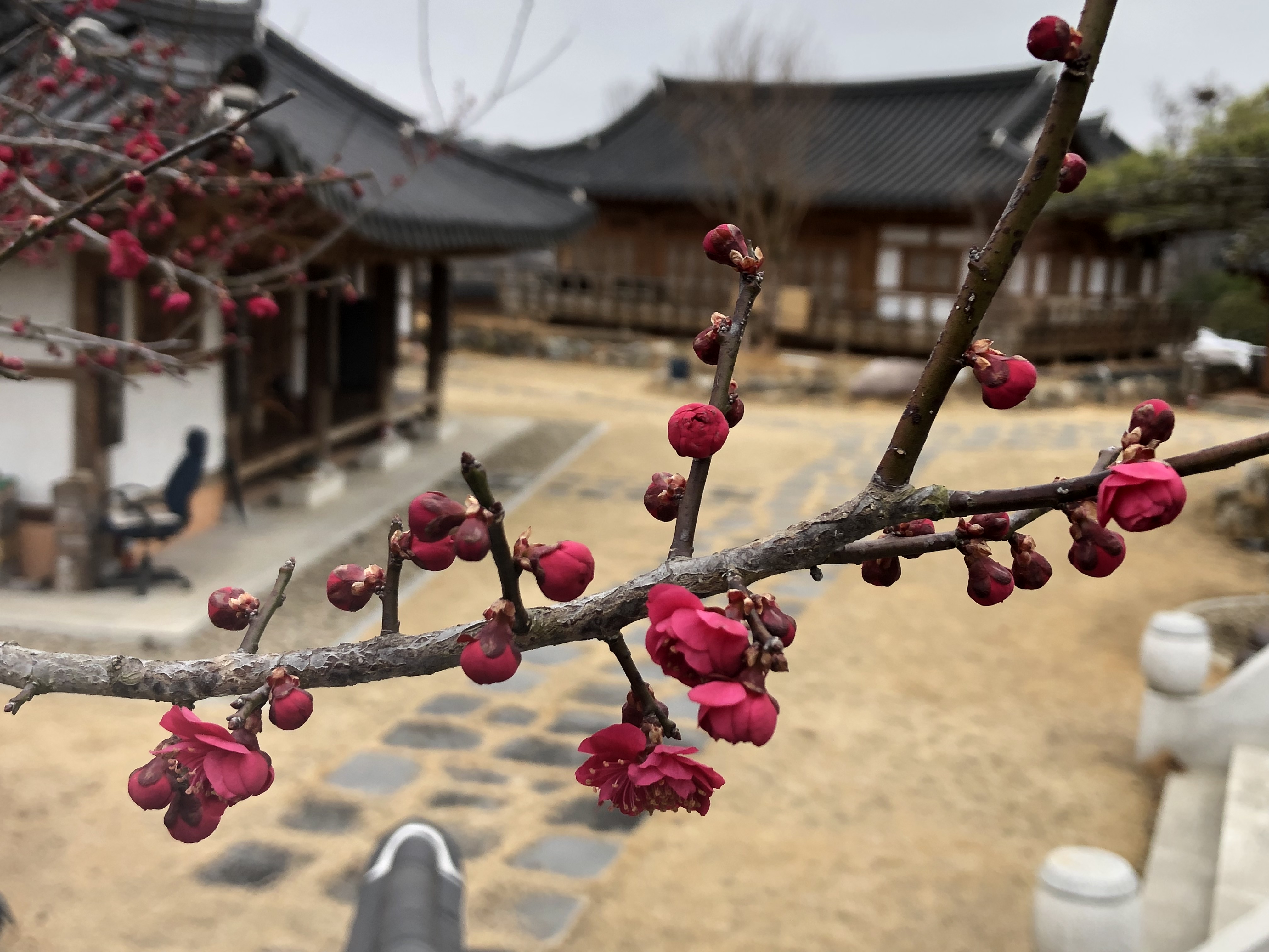  너무 붉어 흑매라 불리는 초연당 홍매/퇴계 이황/아치고절/매경한고