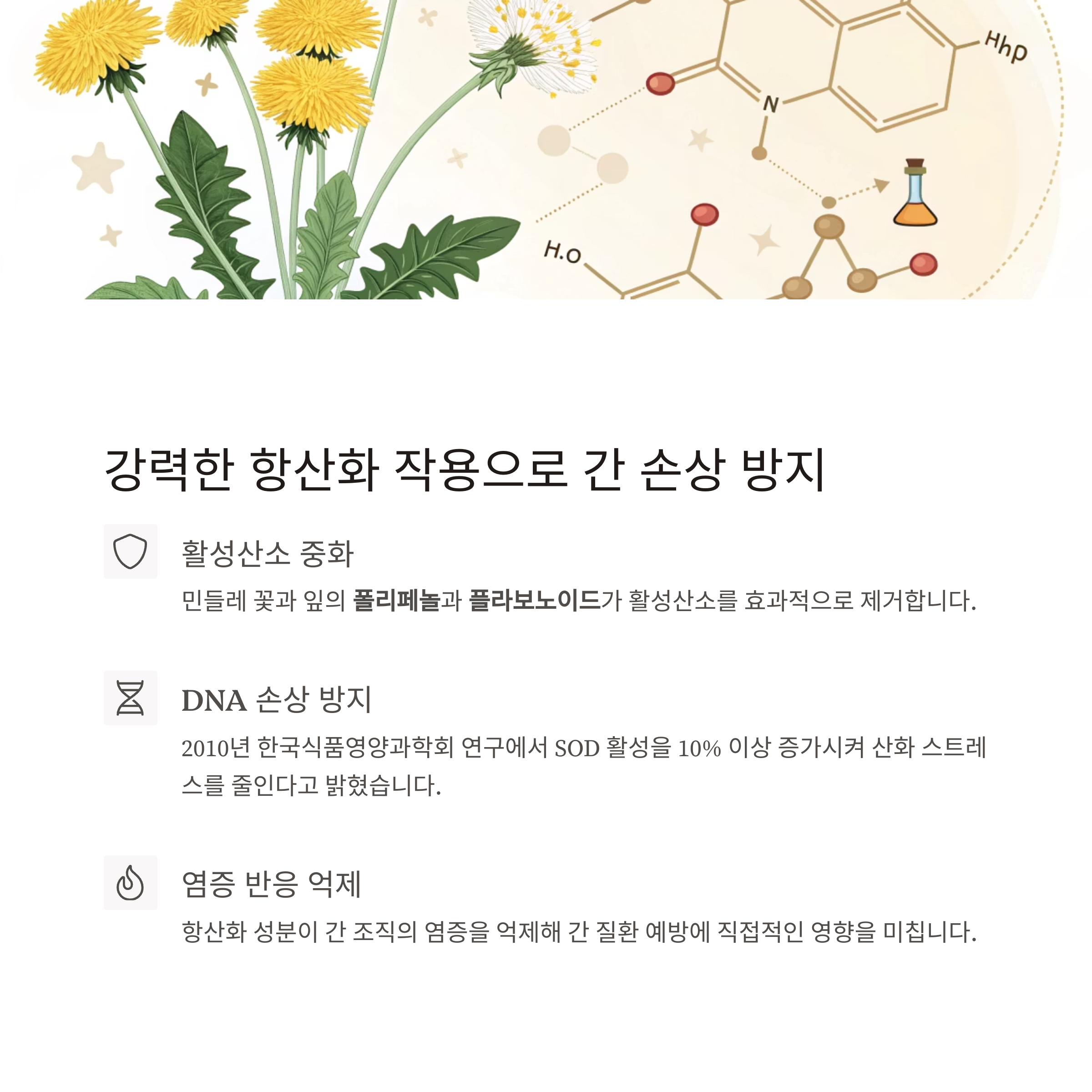 민들레차 효능