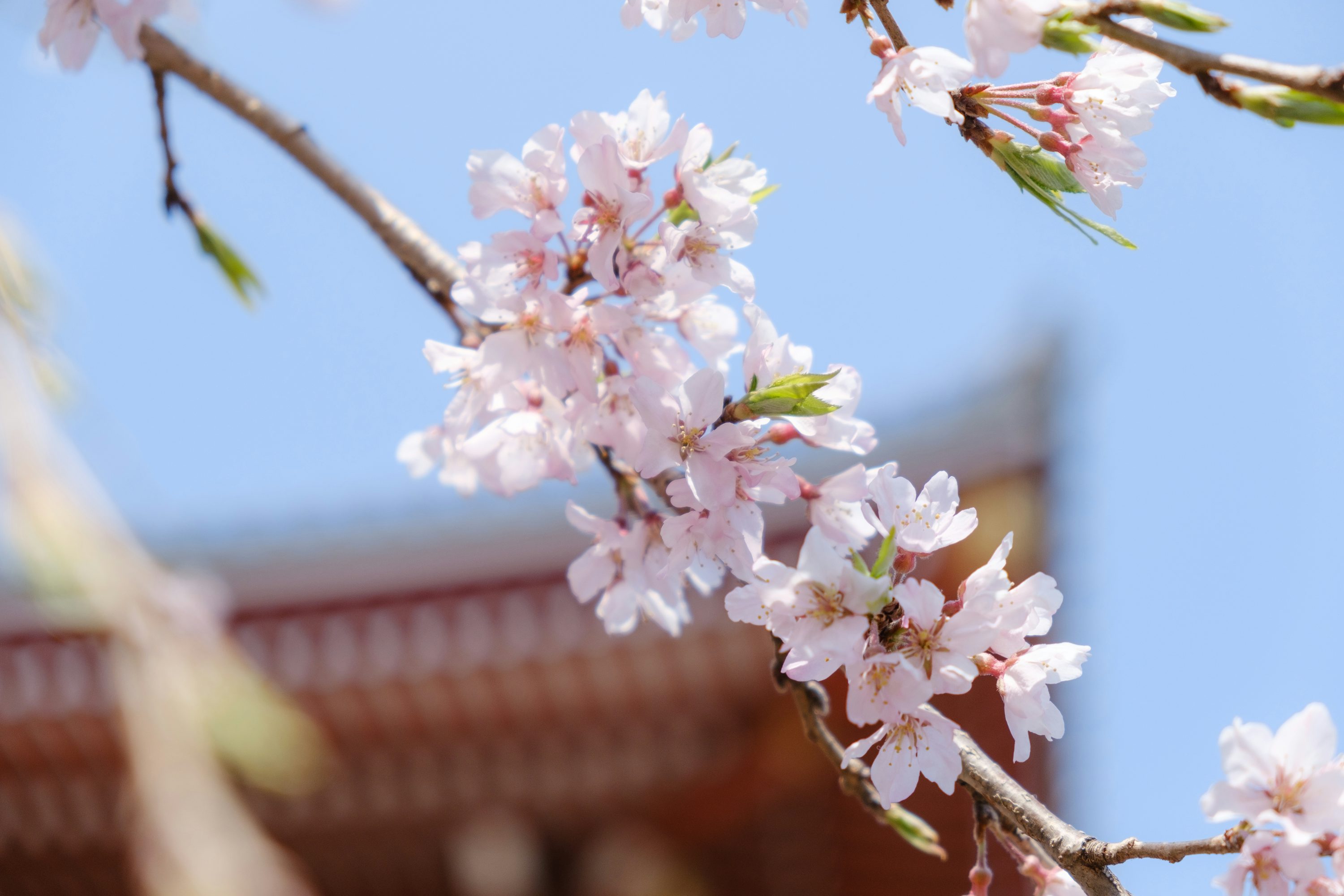 여의도 벚꽃 축제 일정