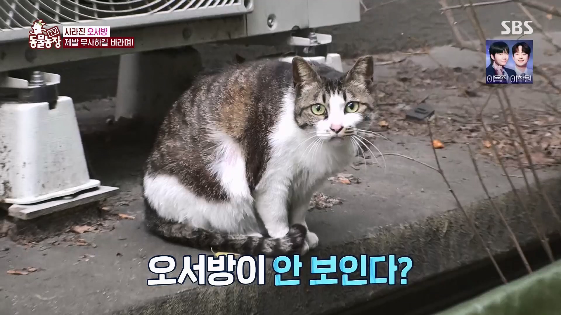 TV 동물농장.E1180.240714p.H264-F1RST.mp4_20240715_201739.070.jpg