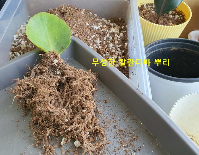 무성한 칼란디바 뿌리