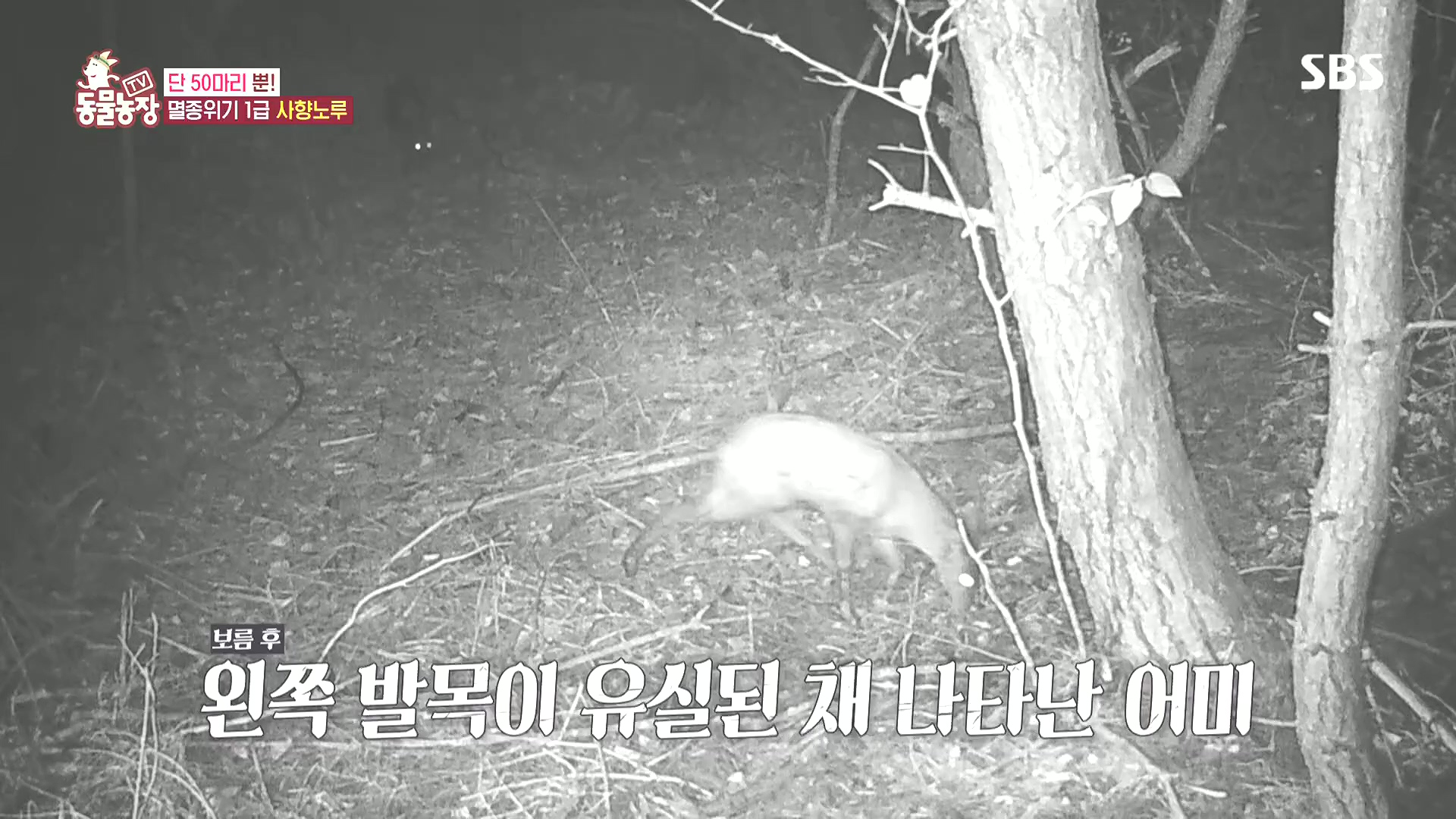 TV 동물농장.E1185.240818p.H264-F1RST.mp4_20240818_161033.652.jpg