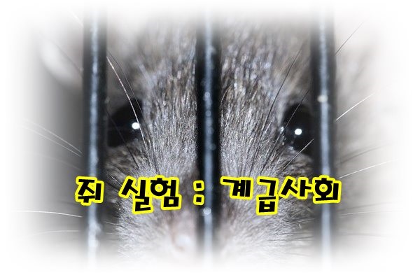  쥐(a rat) 세계의 계급제도;크로켓실험,치즈실험,쥐수영실험,착취피착취실험,쥐계급사회,지배층,피지배층,스트레스.