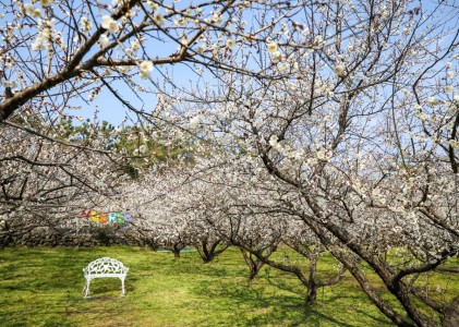 봄 매화꽃 축제 여행 정보