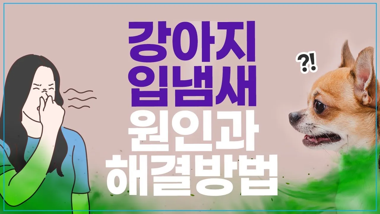 집안에서 간편하게 시도 가능한 강아지 냄새 제거 기술_5