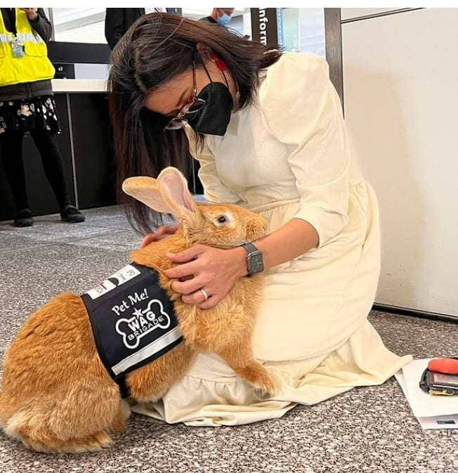동물 가족과 함께...여행객을 즐겁게하는 공항의 기발한 아이디어 VIDEO: This Adorable Giant Rabbit Comforts Anxious Travelers at the San Francisco Airport