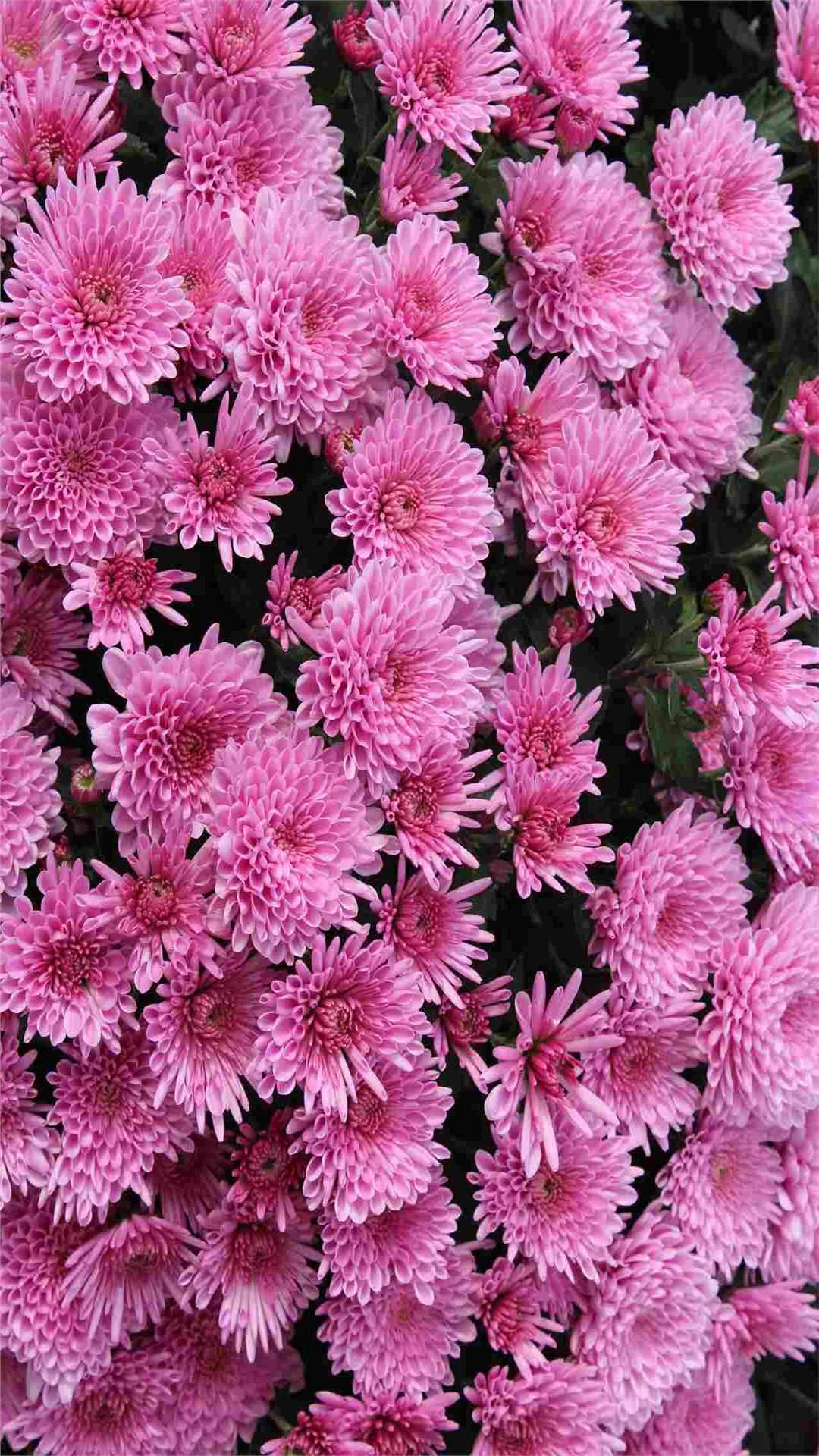 Chrysanthemum Flower iPhone Wallpaper