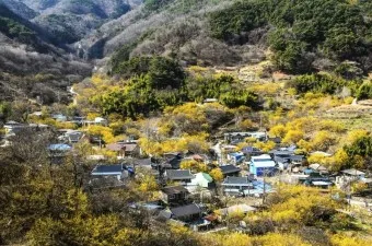 구례 산수유축제 기간 산수유마을 개화시기_10