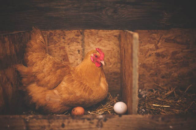 [꿈 해몽] 닭에 관한 38가지 유형 꿈 풀이